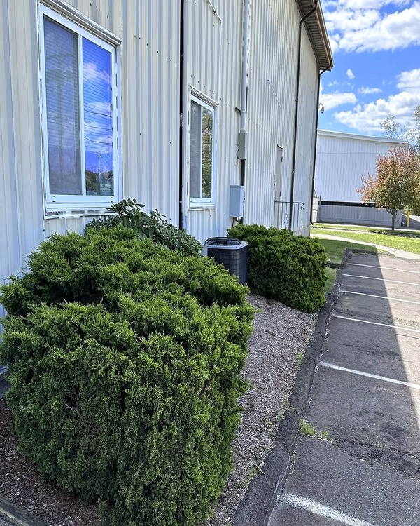 Before — overgrown shrub against the building